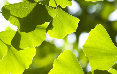 Ginkgo (Ginkgo biloba) Ginkgo (Ginkgo biloba)
